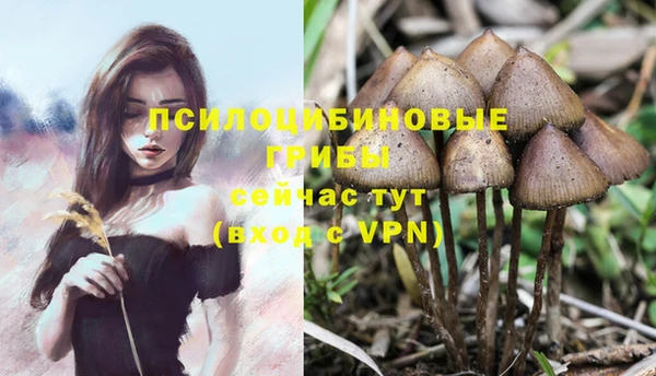 apvp Магас